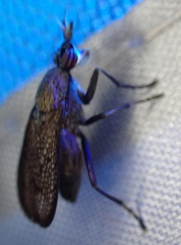 Réf. 296 819 : Coremacera marginata